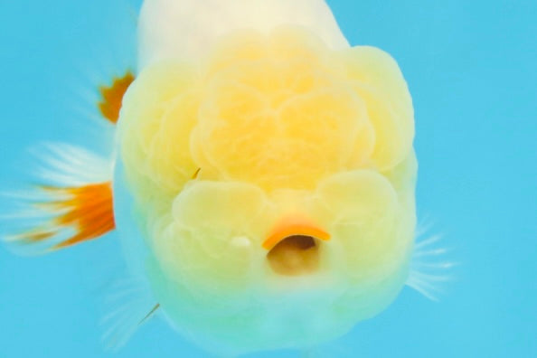 AAA Grade Young Red White LionQueen 4 inches #101025LC_11