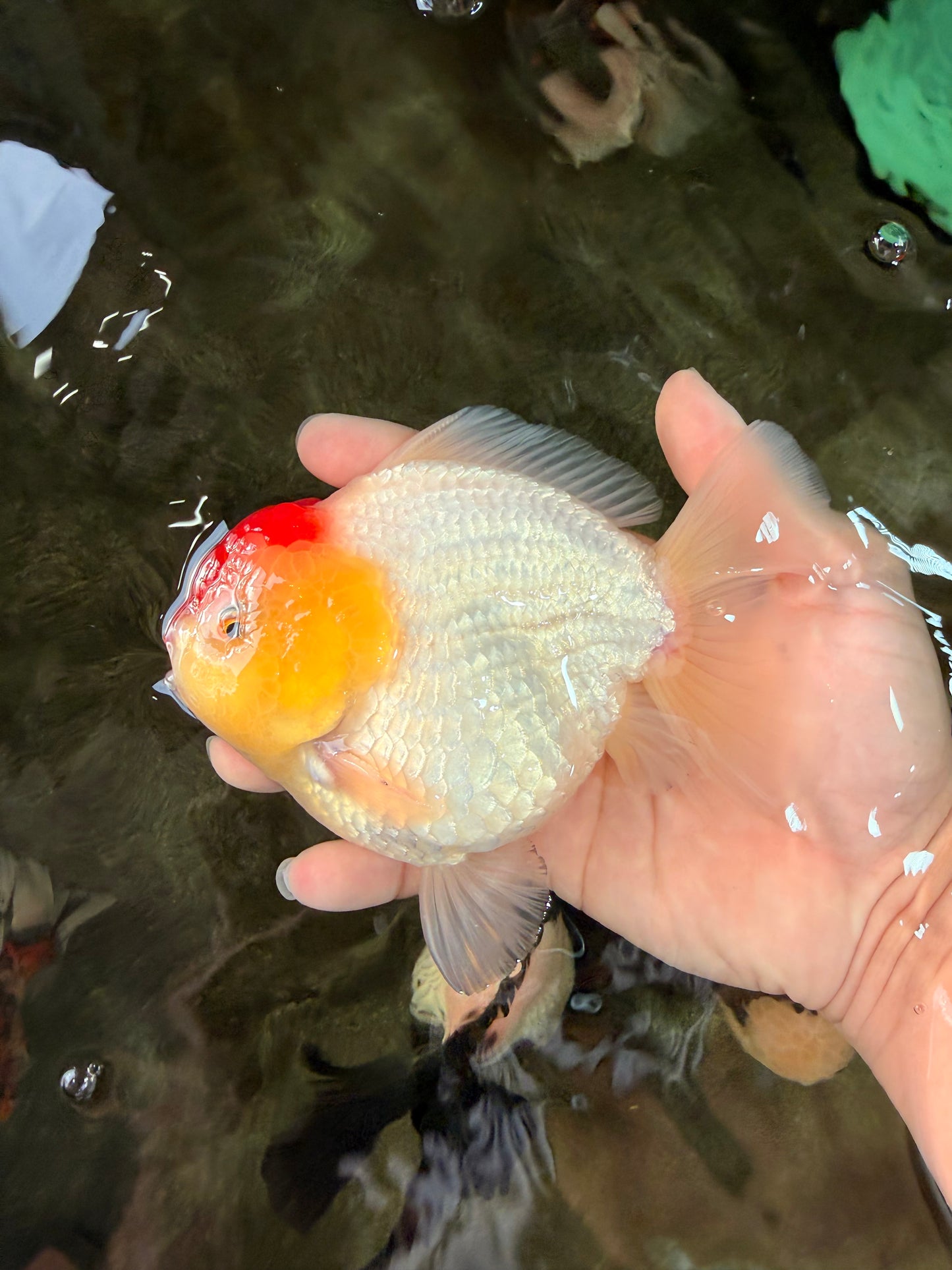 CHUBBY AAA Grade Tancho Red White Yuanbao Male 5-5.5 inches #031326YB_18