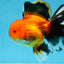 AAA Grade THICK BODY Apache Oranda Male 6-6.5 inches #082925OR_14