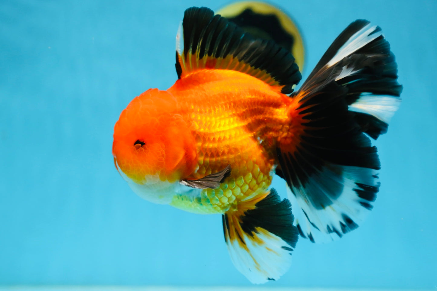 AAA Grade THICK BODY Apache Oranda Male 6-6.5 inches #082925OR_14
