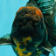 CHONKY A Grade Kirin Oranda Male 6.5-7 inches #071026OR_34