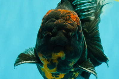 CHONKY A Grade Kirin Oranda Male 6.5-7 inches #071026OR_34