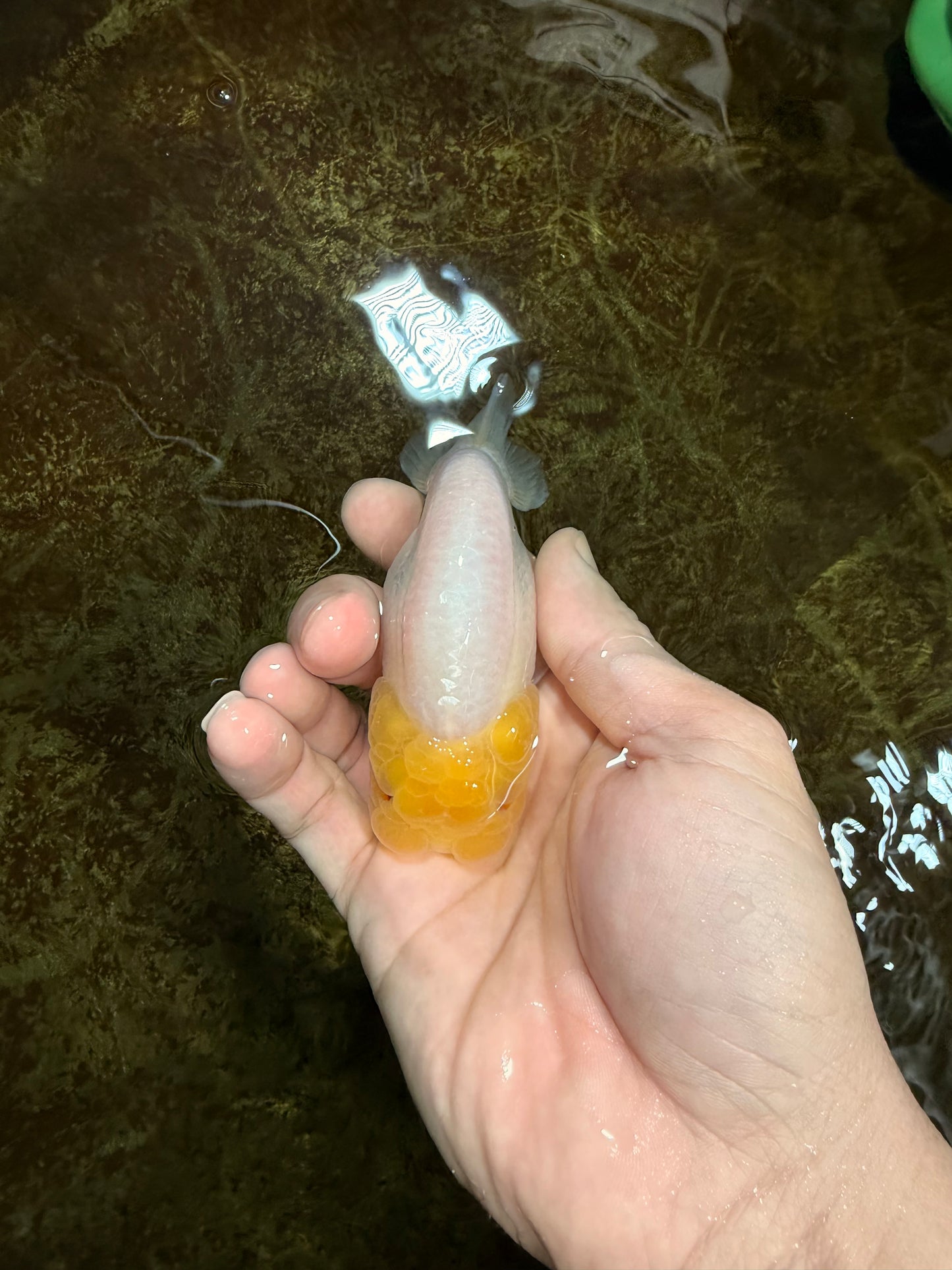 White Lionchu Female 3.5 inches #121225LC_13