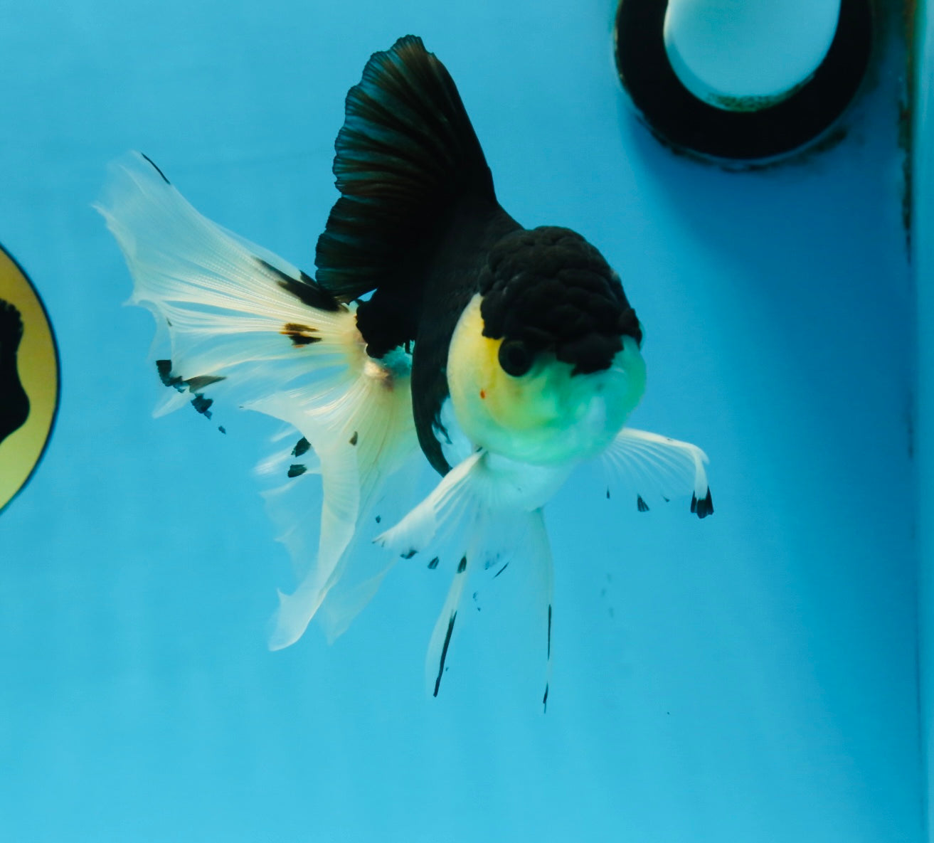 Fluffy Tail Panda Oranda Male 5.5 inches #072525OR_12