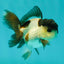 Panda Oranda Male 3-3.5 inches #1018OR_14