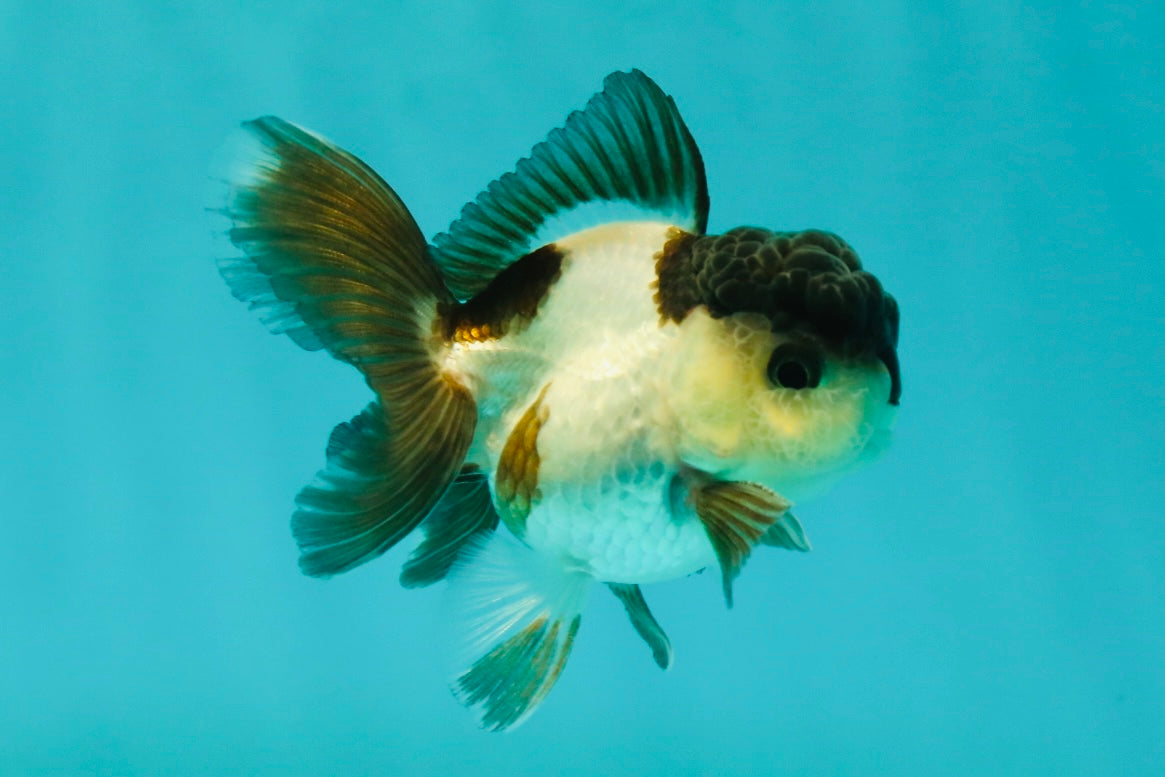 Panda Oranda Male 3-3.5 inches #1018OR_14