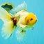 A Grade Marble Oranda Male 6.5 inches #080726OR_21