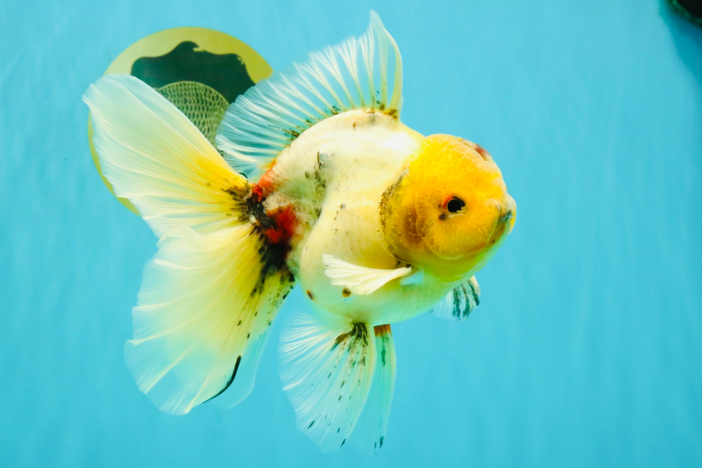 A Grade Marble Oranda Male 6.5 inches #080726OR_21
