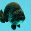 CHUBBY AAA Grade Platinum Black Blue Ranchu Male 5 inches #062626RC_09