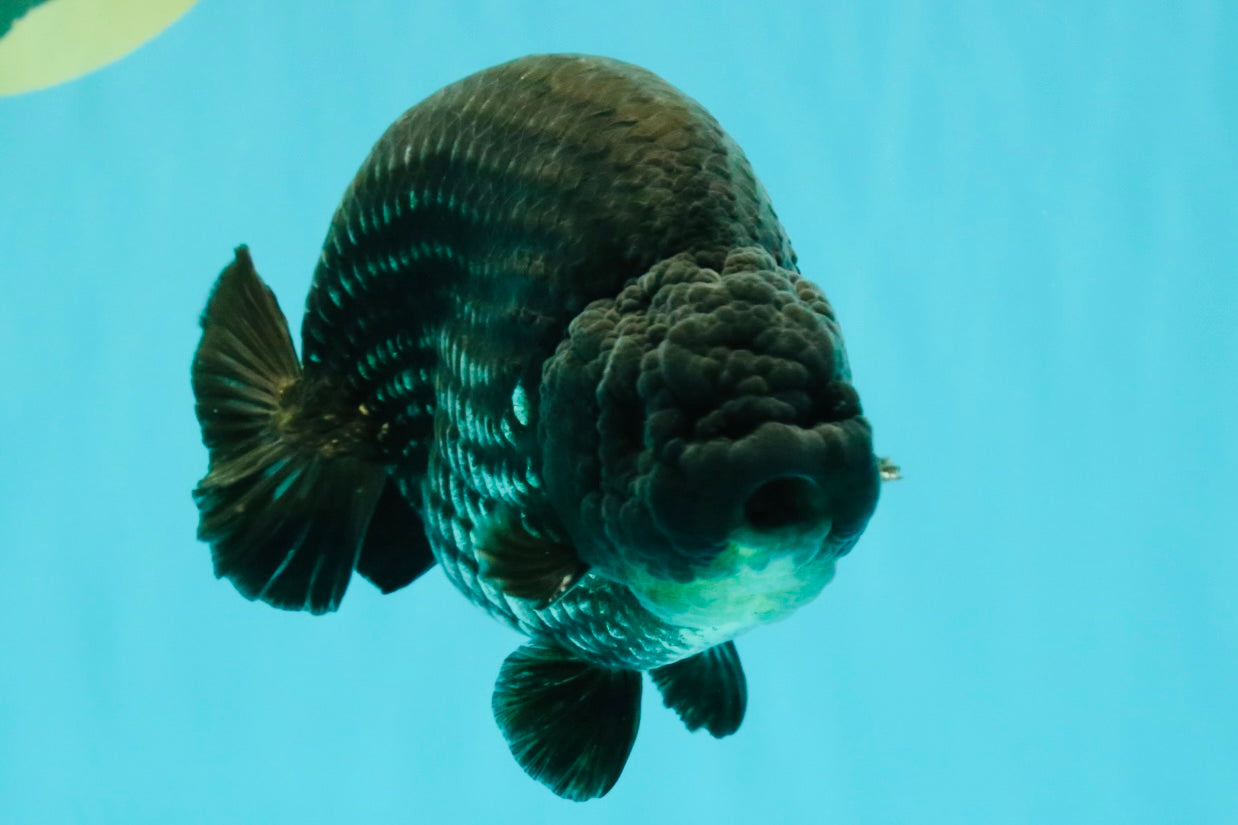 CHUBBY AAA Grade Platinum Black Blue Ranchu Male 5 inches #062626RC_09