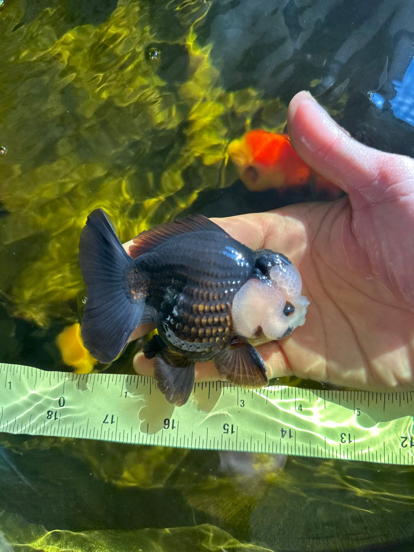 AAA Grade Pompom Panda Button Eyes Yuanbao Male 4 inches #050925YB_25