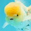 AAA Grade Lemonhead Oranda Male 5 inches #0510OR_09