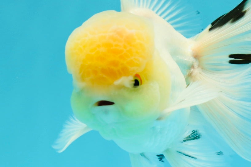 AAA Grade Lemonhead Oranda Male 5 inches #0510OR_09