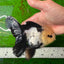 Panda femelle Oranda aux yeux boutonnés de qualité AAA, 5 pouces #0927OR_31