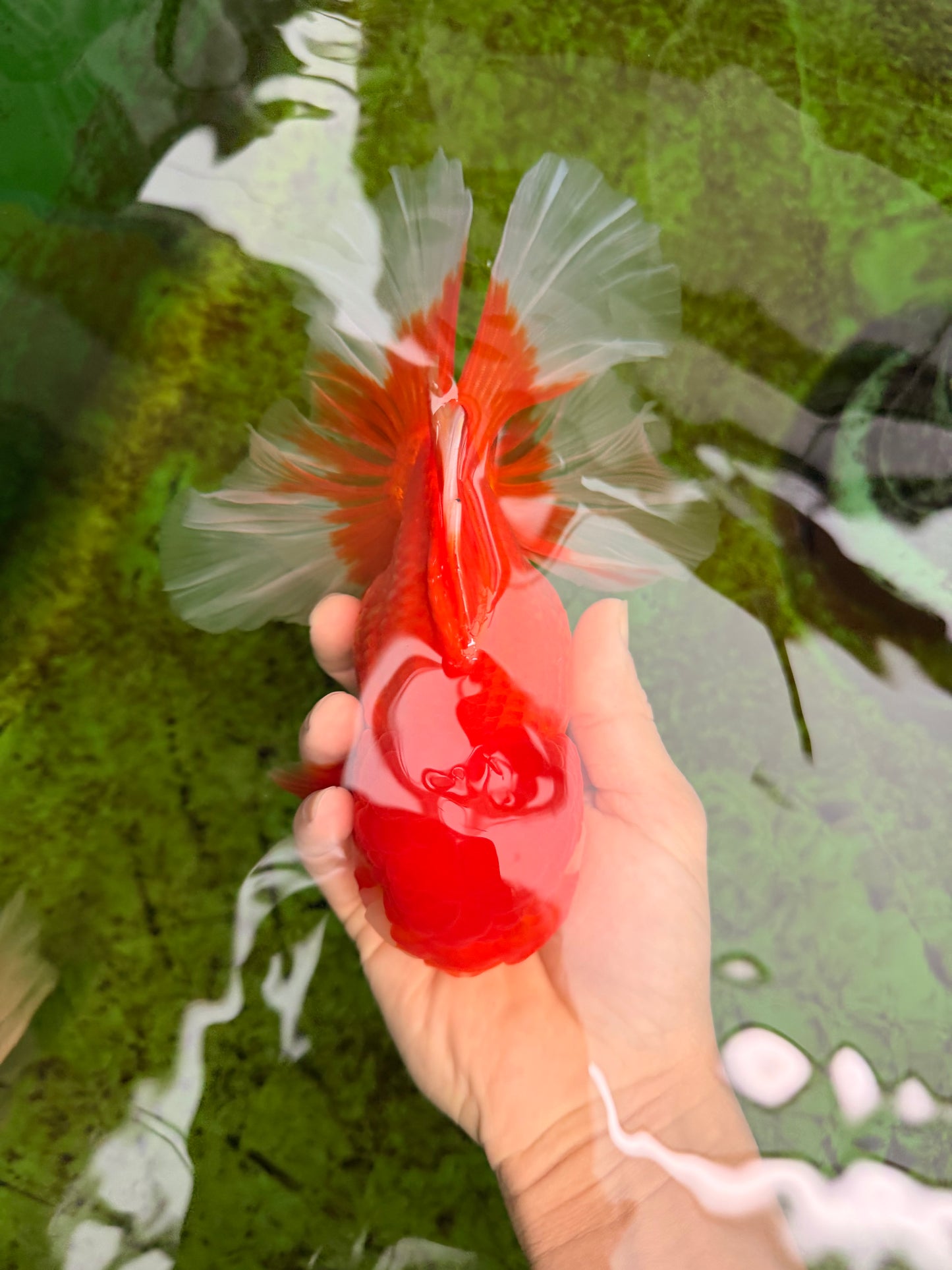 GIANT A Grade Jumbo Red White Oranda Female 7.5 inches #031326OR_05