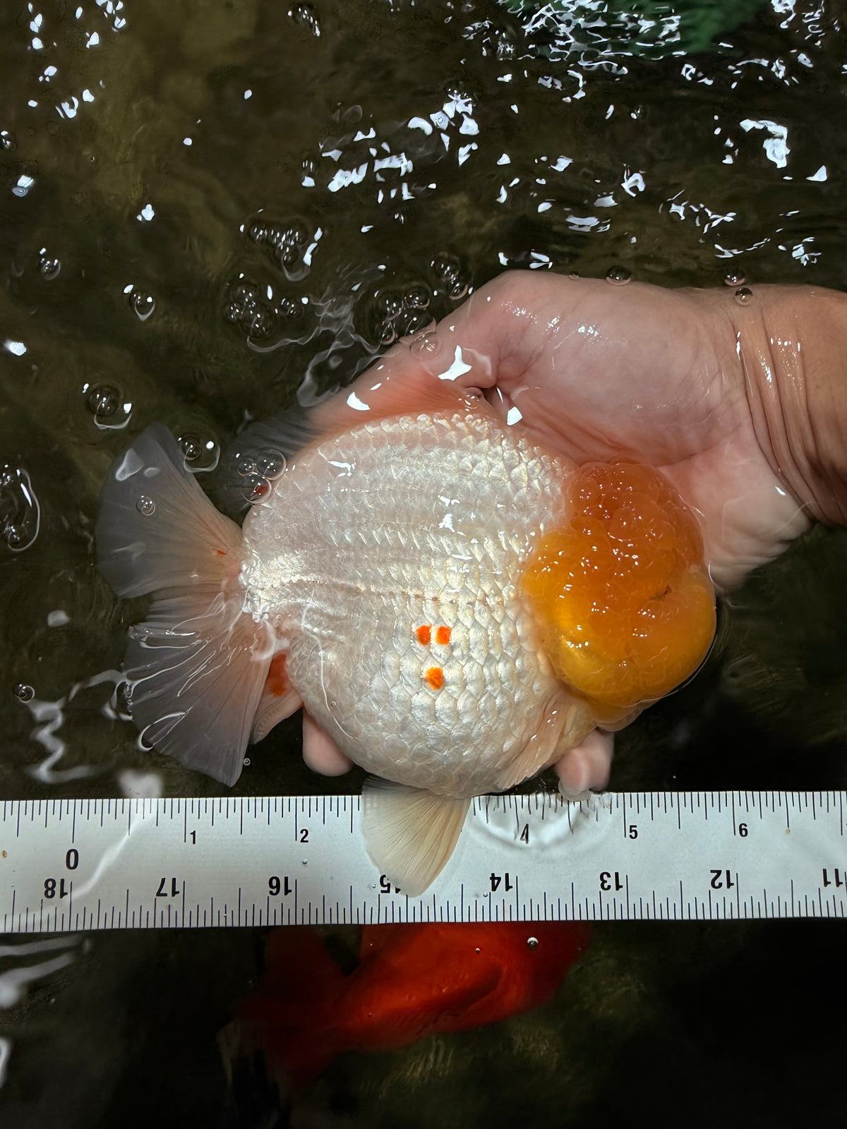 SUPER WEN AAA Grade White Yuanbao Male 5.5-6 inches #100226YB_09