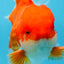 AAA Grade CHUNKY Godzilla Red White Oranda Male 6 inches #090525OR_10