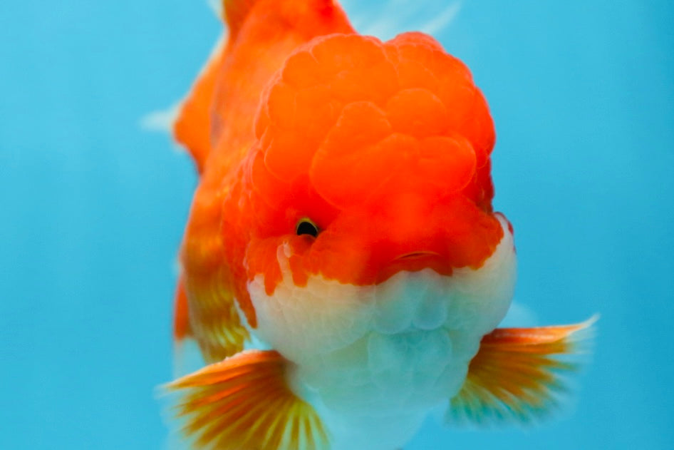 AAA Grade CHUNKY Godzilla Red White Oranda Male 6 inches #090525OR_10