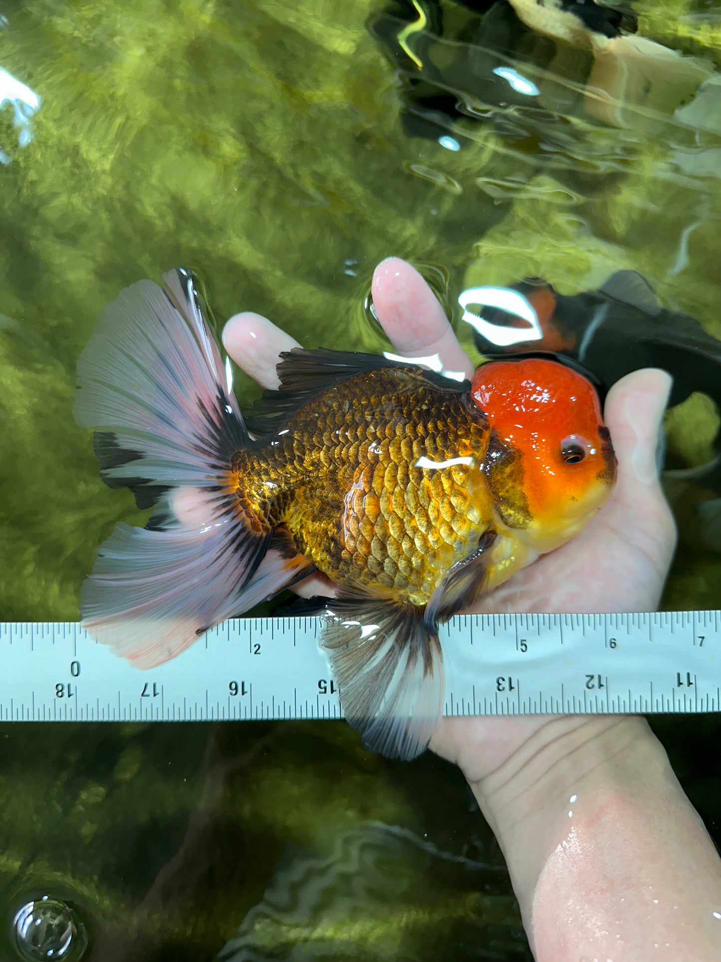 AAA Grade Red Head Tricolor Giant Generation Oranda Male 6 inches #0322OR_14