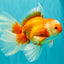 A Grade Red White Oranda Male 6.5 inches #082826OR_11