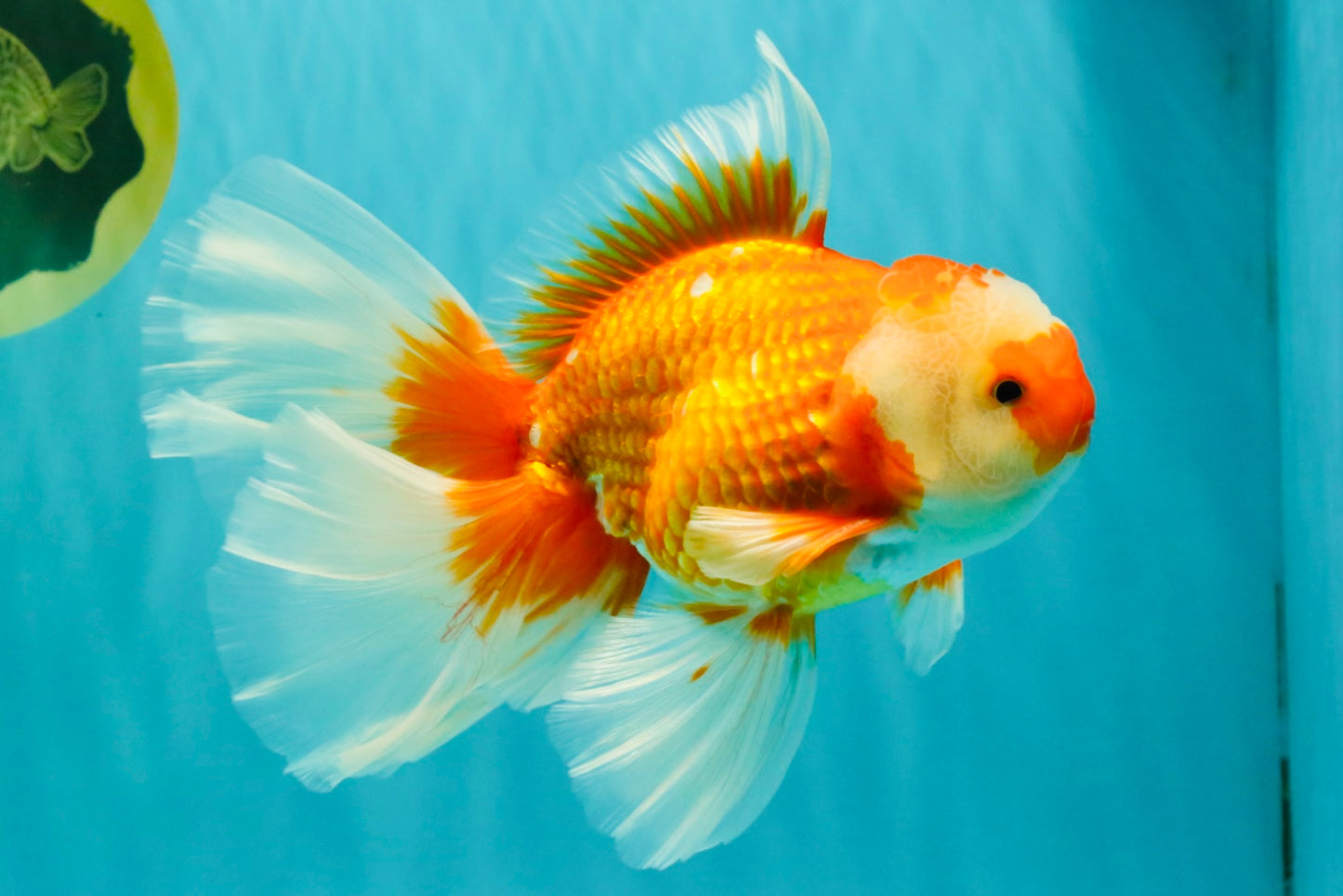 A Grade Red White Oranda Male 6.5 inches #082826OR_11