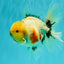 CHONKY AAA Grade Marble Button Eyes Oranda Male 6 inches #061926OR_27