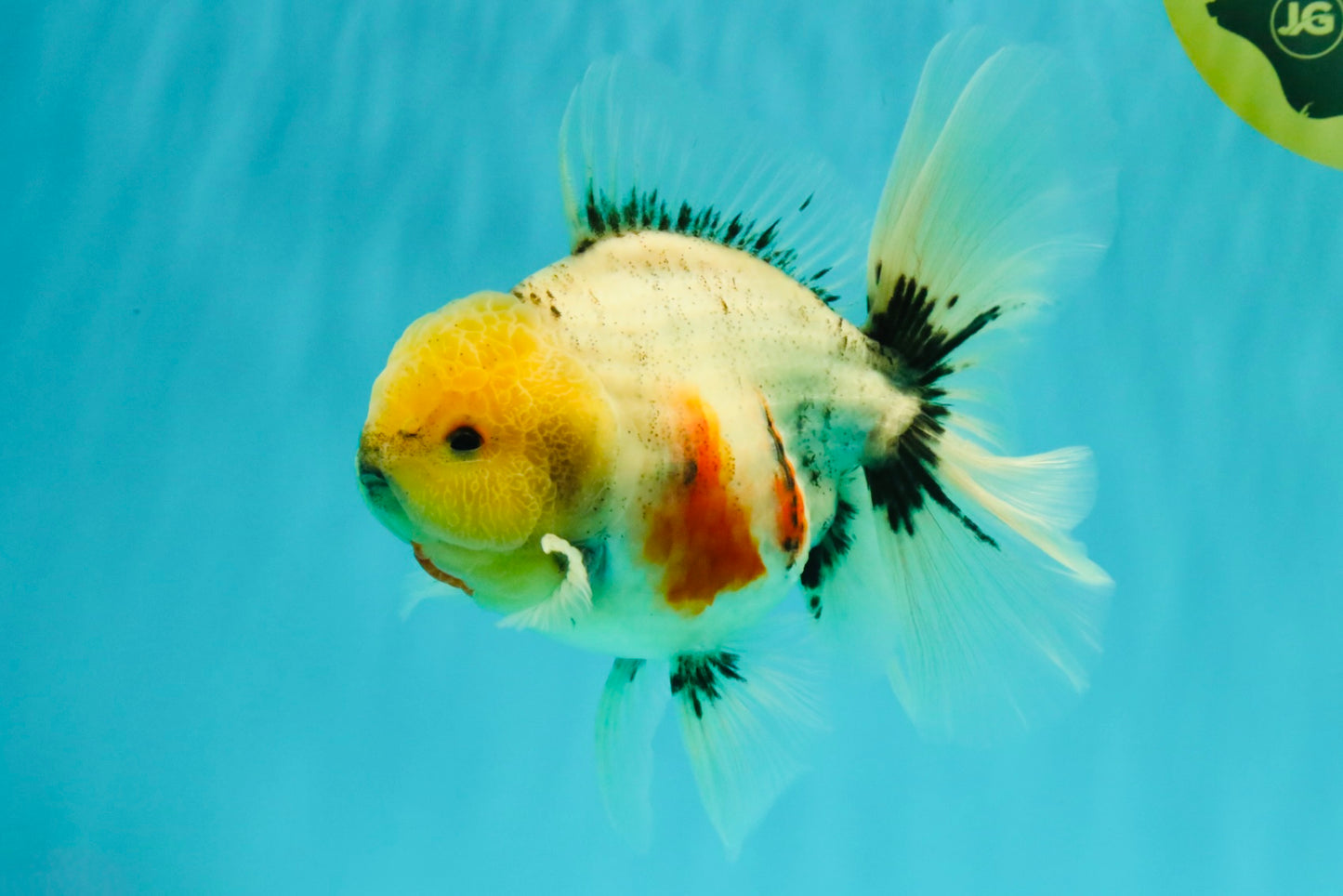 CHONKY AAA Grade Marble Button Eyes Oranda Male 6 inches #061926OR_27