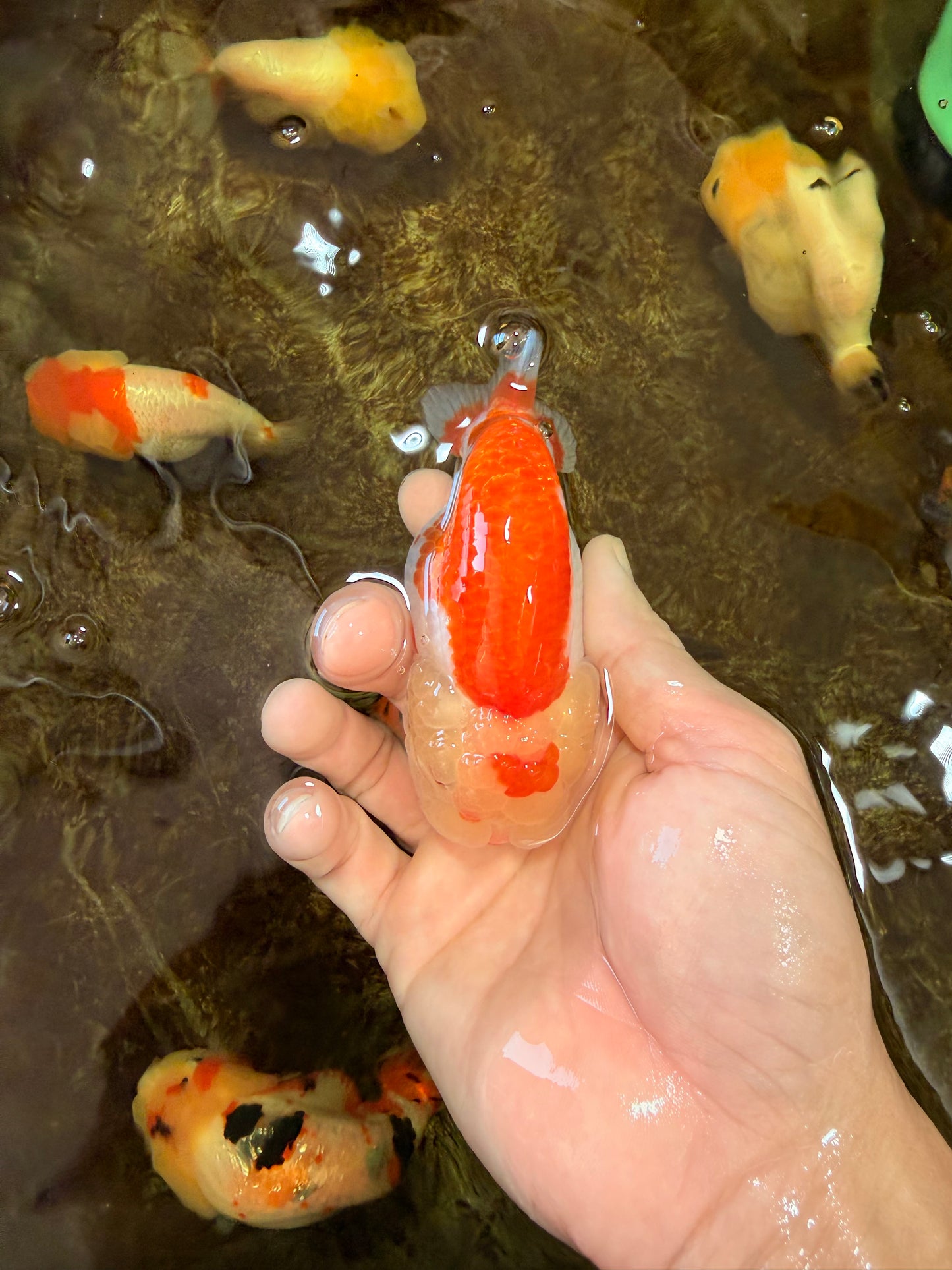 AAA Grade Young Red White LionQueen 4 inches #101025LC_05