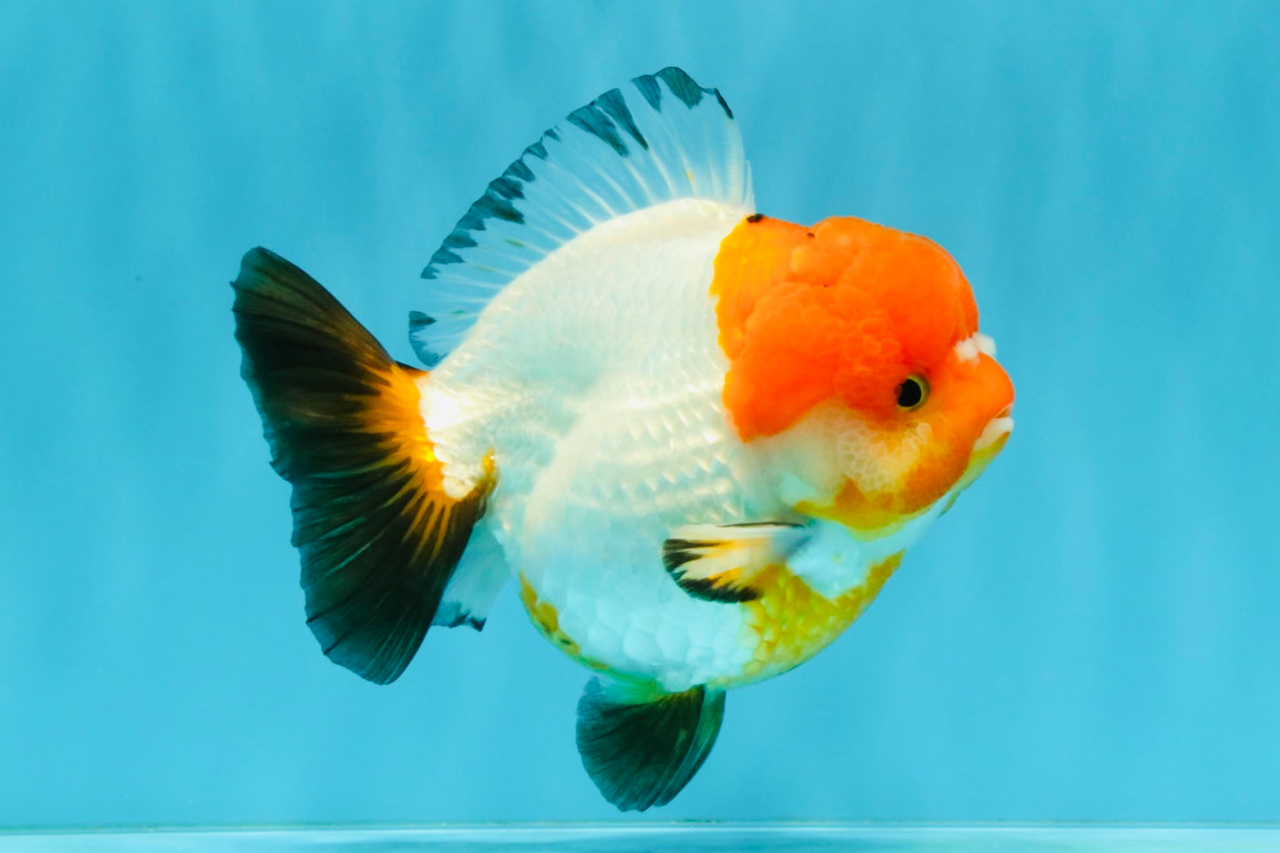 SUPER CUTE Tricolor Yuanbao Female 4.5-5 inches #040326YB_05