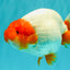 UNIQUE A Grade Red Head Buffalo Ranchu Female 6 inches #100926RC_30