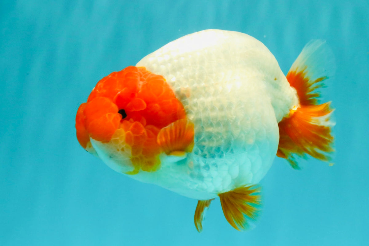 UNIQUE A Grade Red Head Buffalo Ranchu Female 6 inches #100926RC_30