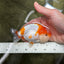 Special Kohaku Ranchu Male 4.5 inches #122724LC_09