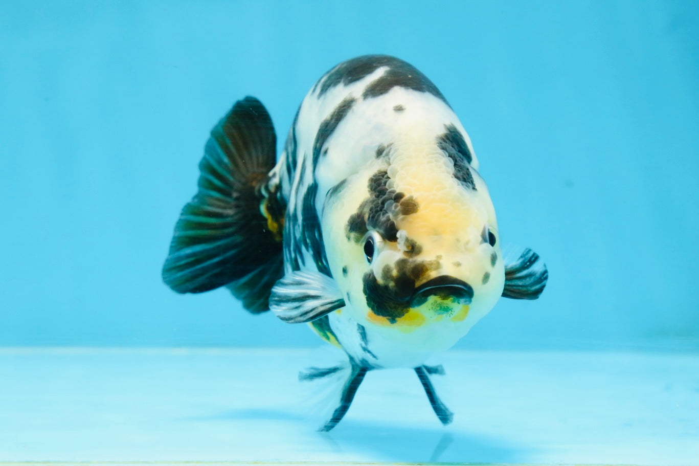 UNIQUE Ink Ranchu Female 5 inches #101725RC_15