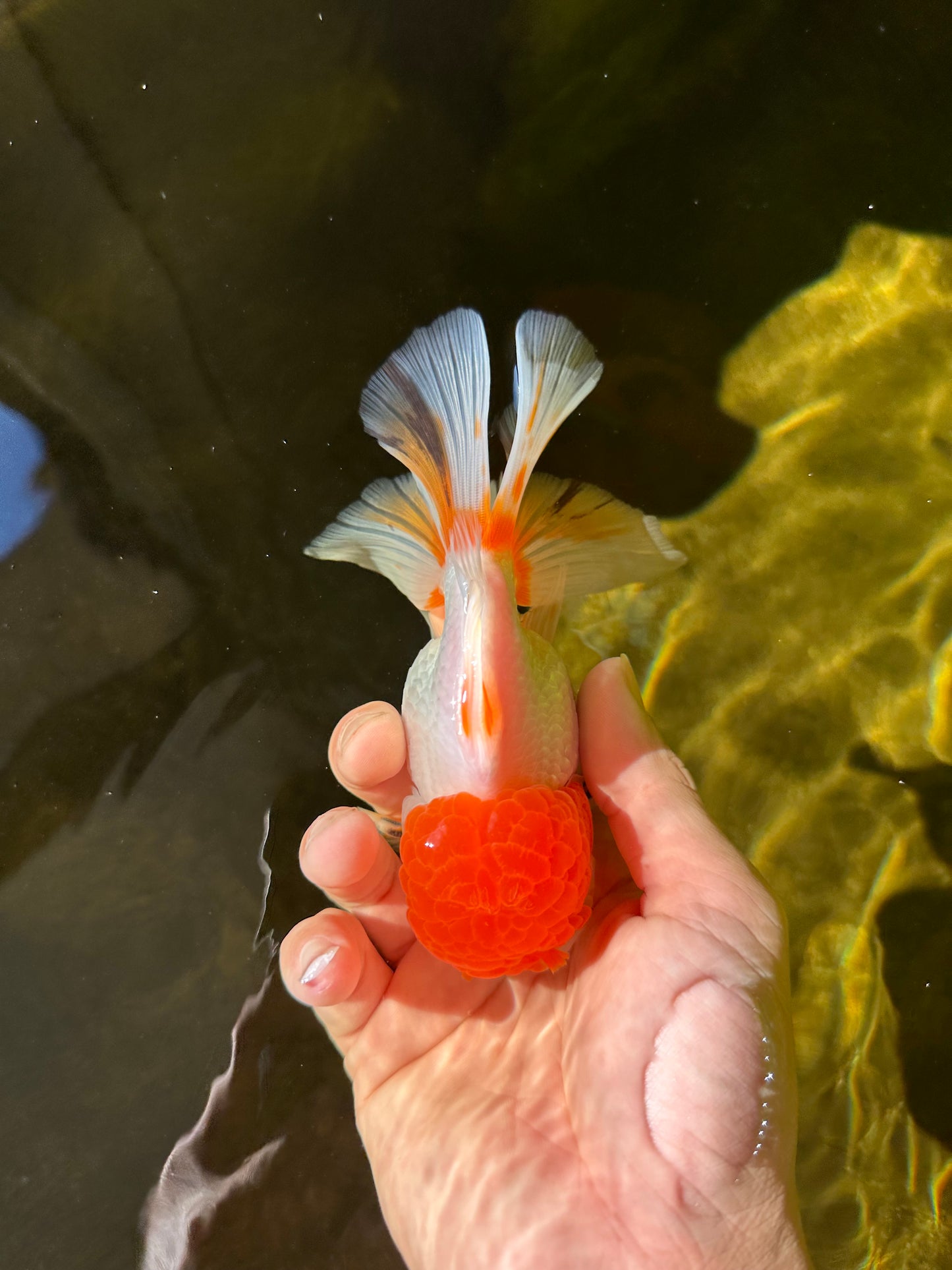 A Grade Chubby Tricolor Red Head Oranda Male 4.5-5 inches #1018OR_21