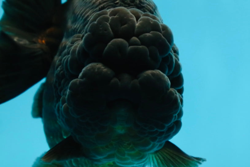 AAA Grade Godzilla Black Yuanbao Female 5-5.5 inches #050925YB_22