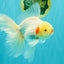 A Grade Lipsticks Red White Oranda Male 6 inches #101626OR_04