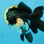 A Grade Killer Whale Panda Oranda Female 5-5.5 inches #100325OR_19