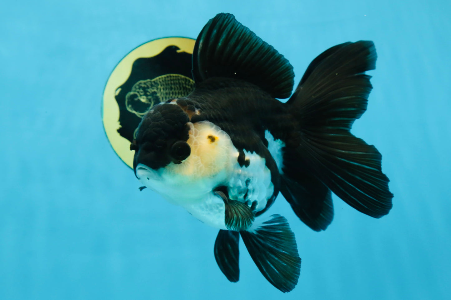 A Grade Killer Whale Panda Oranda Female 5-5.5 inches #100325OR_19