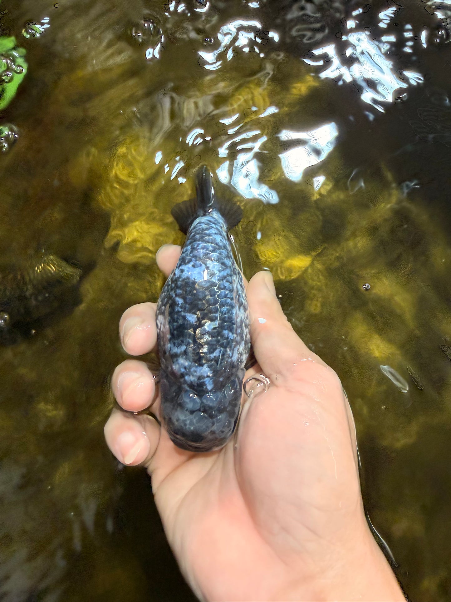 A Grade White Tiger LionKing 4.5 inches #103125LC_13