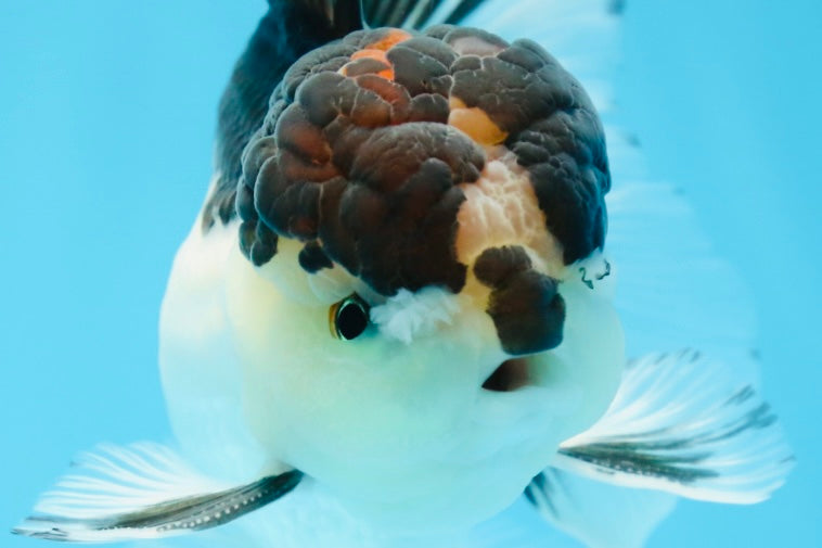 A Grade Panda Oranda Male 5-5.5 inches #080125OR_27