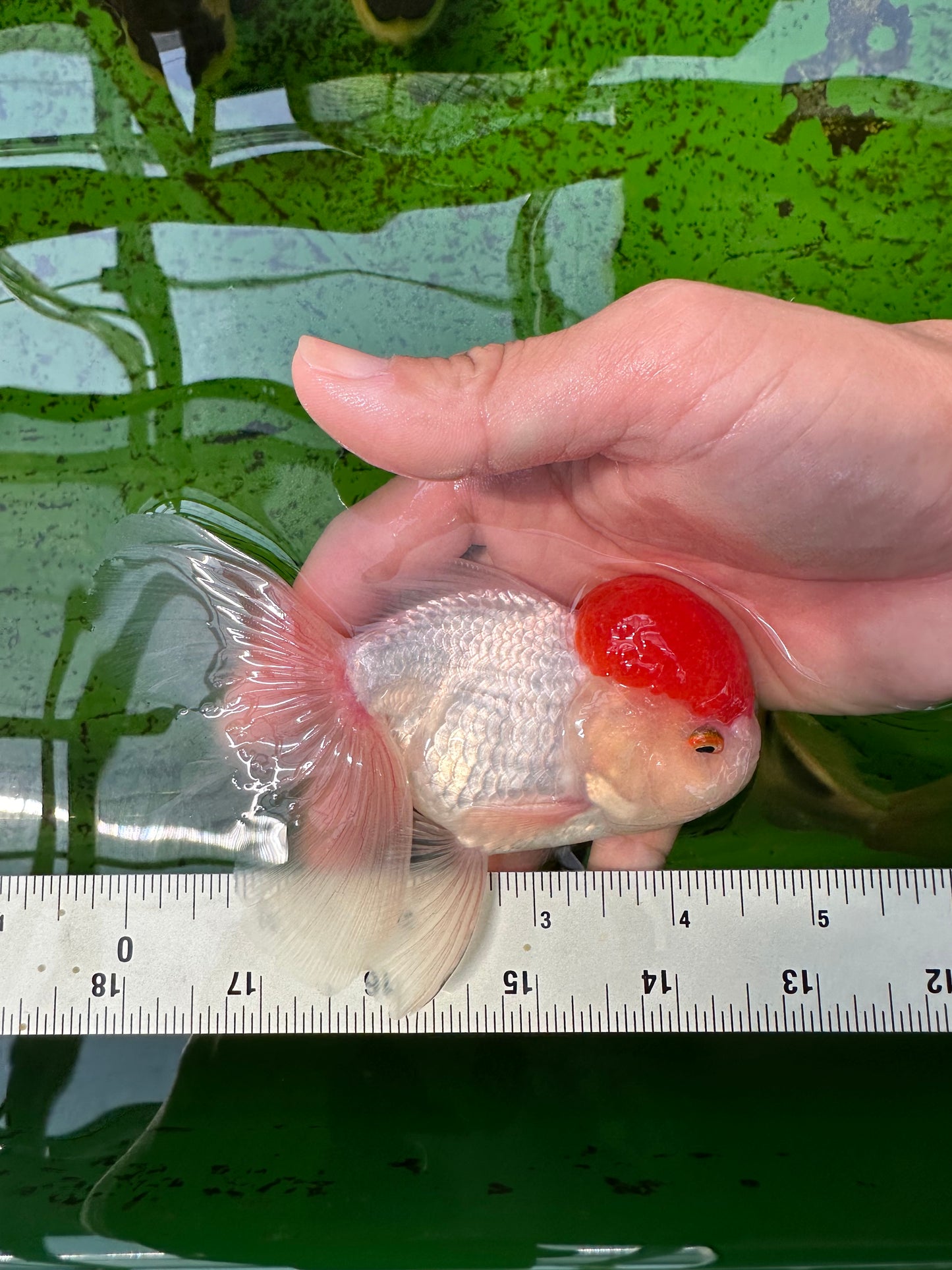 Macho Oranda de tapa roja de grado AAA de 4,5 pulgadas n.º 0913OR_10