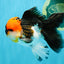 LAVA Tricolor Oranda Male 5 inches #040326OR_18