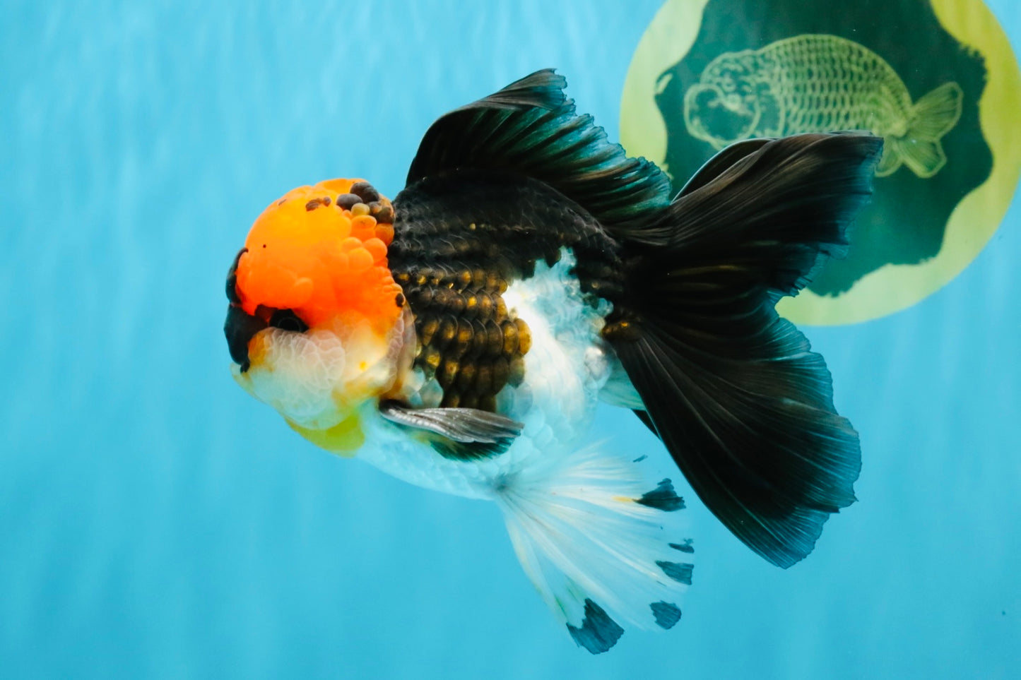 LAVA Tricolor Oranda Male 5 inches #040326OR_18