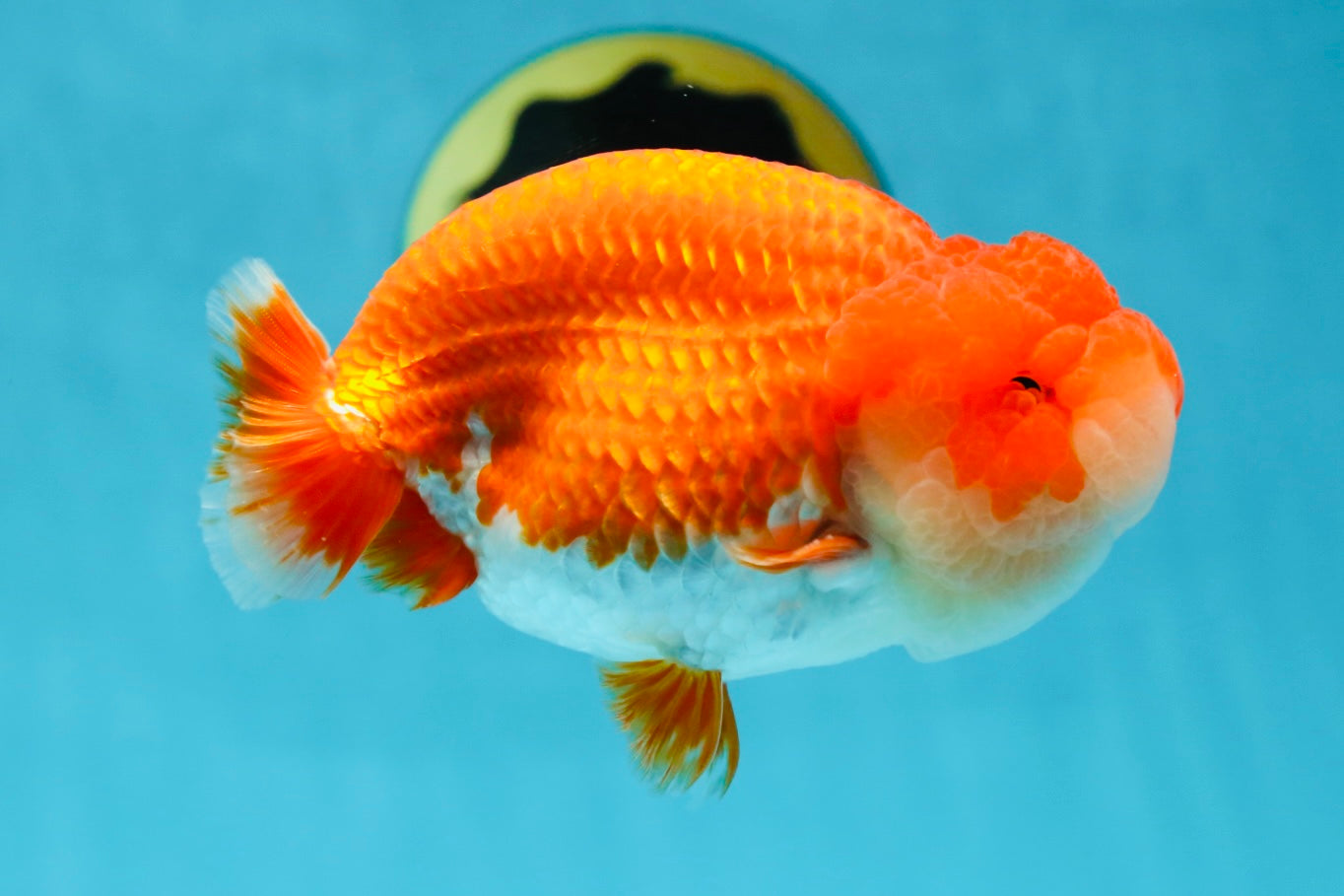 AAA Grade Red White LionKing 4.5 inches #050925LC_11