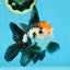 A Grade Tricolor Oranda Male 5 inches #100325OR_20