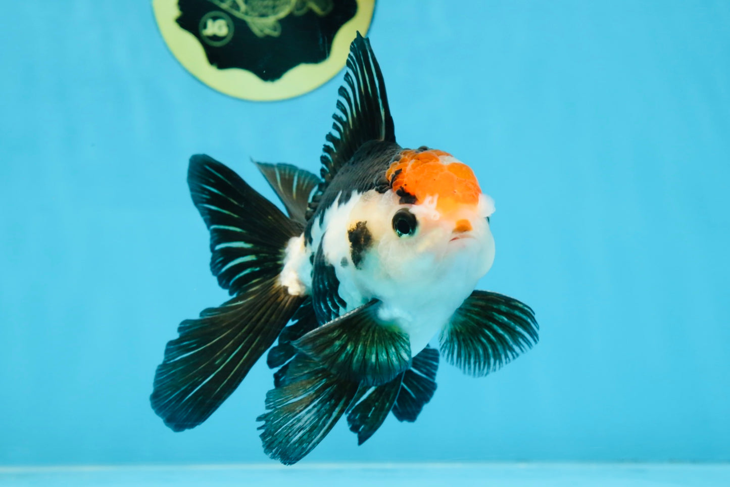A Grade Tricolor Oranda Male 5 inches #100325OR_20