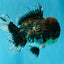 CHUBBY AAA Grade Godzilla Kirin Oranda Male 6.5 inches #050826OR_02