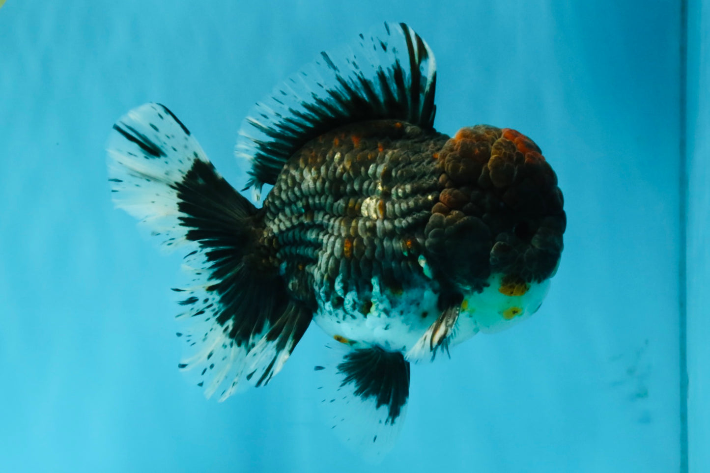 CHUBBY AAA Grade Godzilla Kirin Oranda Male 6.5 inches #050826OR_02