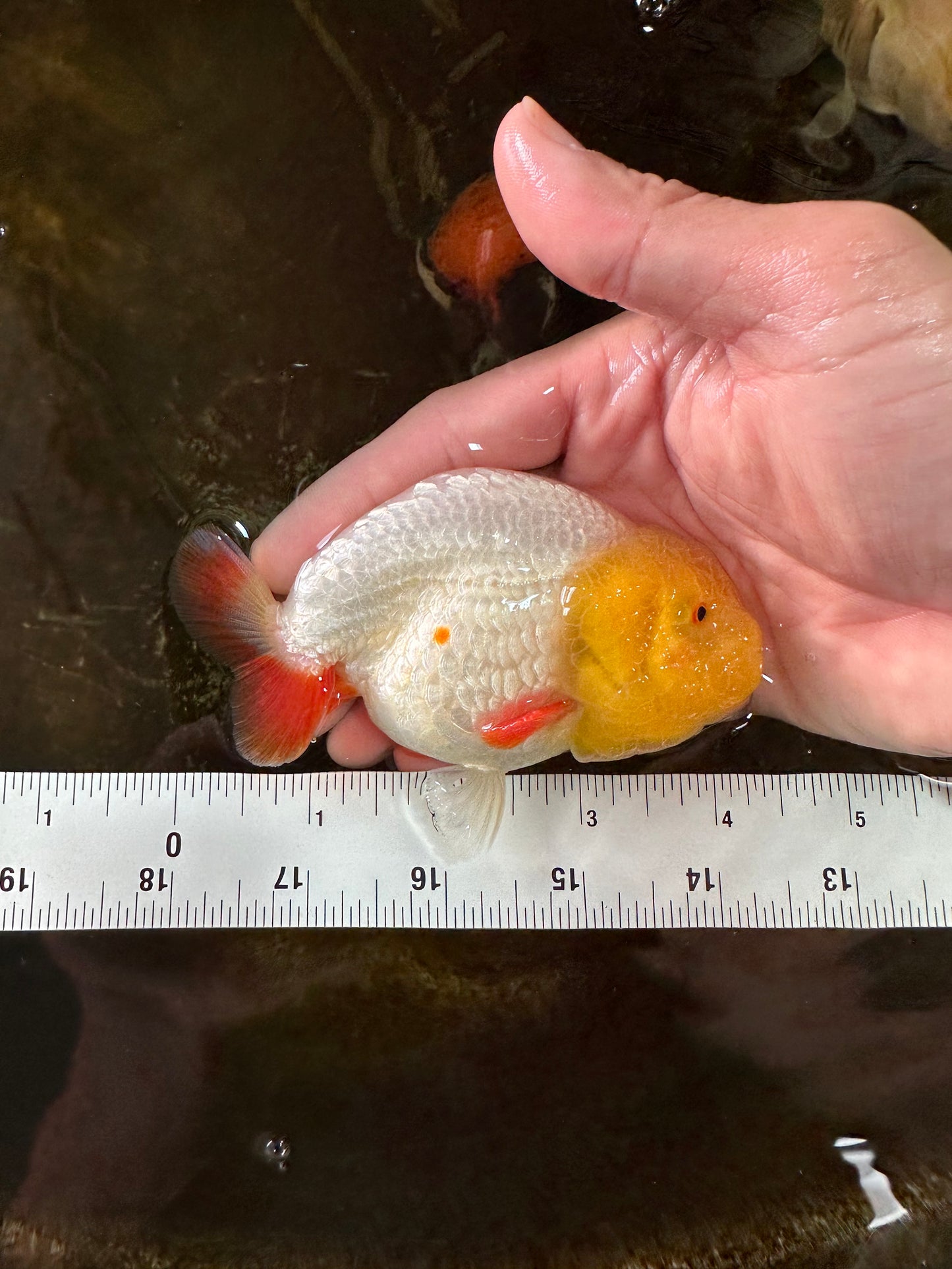 Sunny Lemonhead Lionchu Male 4-4.5 inches #072525LC_04