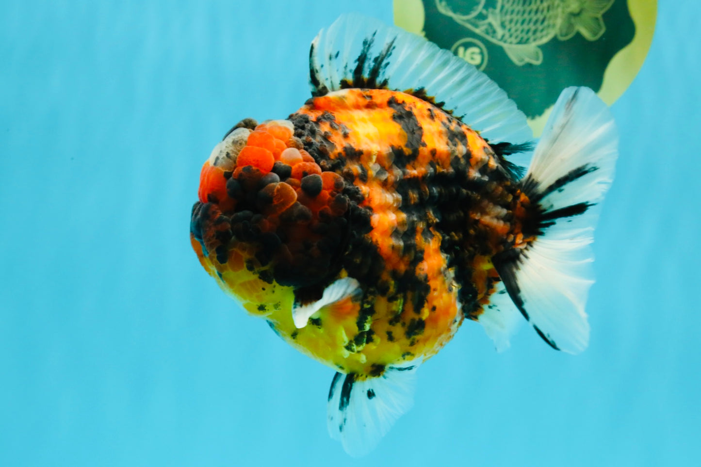 SUPER Special AAA Grade Godzilla Tiger Yuanbao Male 5 inches #022726YB_01